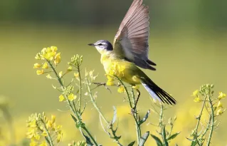 Supported by the price comparison effect and other factors, rapeseed oil may wait for an opportune moment to move.