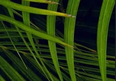 Notice of the 12th (2025) China-Malaysia Oil and Chemical Industry Seminar and the 17th China Oil and Chemical Industry Annual Conference