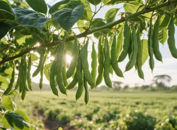 In-Person Networking Event | Brazilian Farm GB Farmlands is Coming to China! GLP Grain & Oil Duoduo invites you to explore new opportunities in China-Pakistan trade.