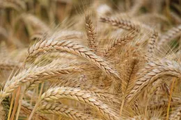 The wheat harvesting task for the "Three Summer" season has been basically completed